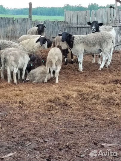 Бараны дорпер