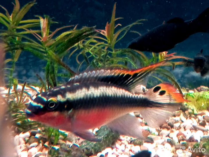 Аквариумные рыбки