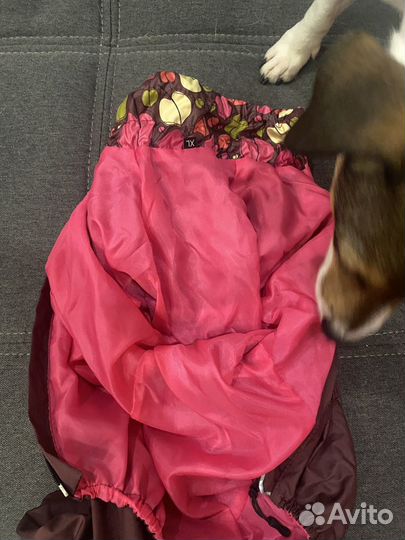 Одежда для собак