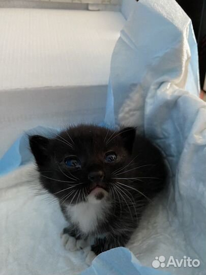 Котенок в добрые руки