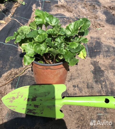 Растения для сада