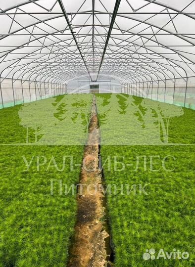 Голубая ель зкс сеянцы для лесовосстановления