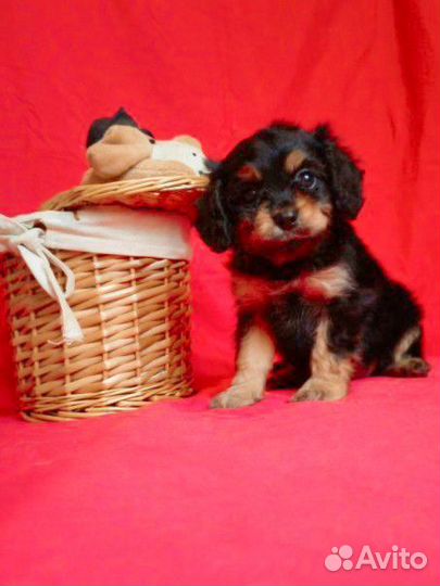 Кавапу девочка f1 mini