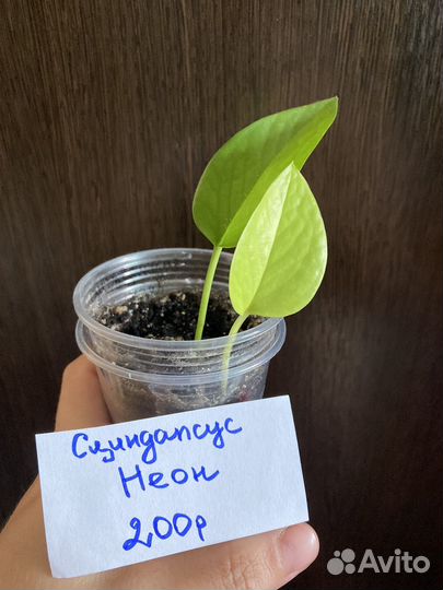 Сциндапсусы (эпипремнумы)