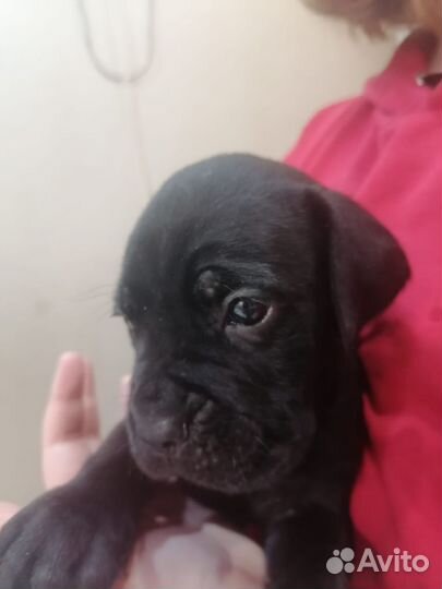 Щенки кане корсо