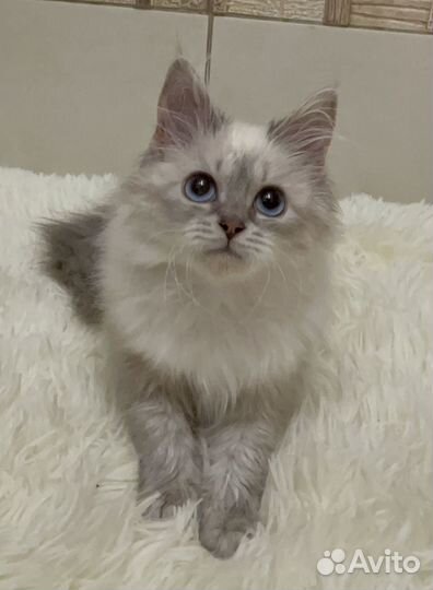 Невские маскарадные котята