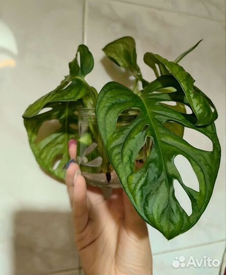 Монстера адансона