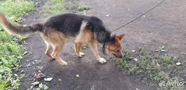 Собака в добрые руки