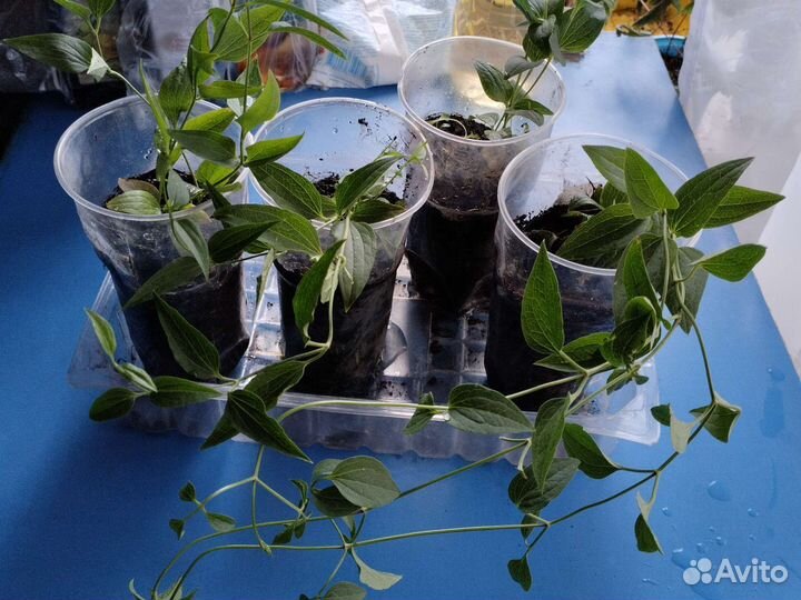 Клематис Белое облако Маньчжурский