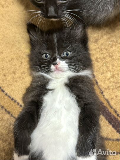 Отдам котят в добрые руки