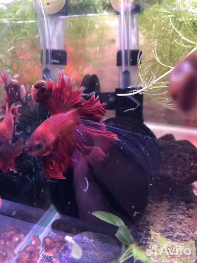 Аквариум 25 литров панорамный