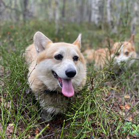 Девочка корги в хорошие руки