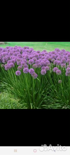 Мята, хмель и другие растения