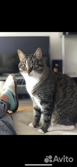 Кот бесплатно