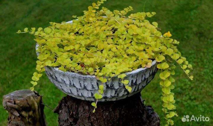 Почвопокровные растения