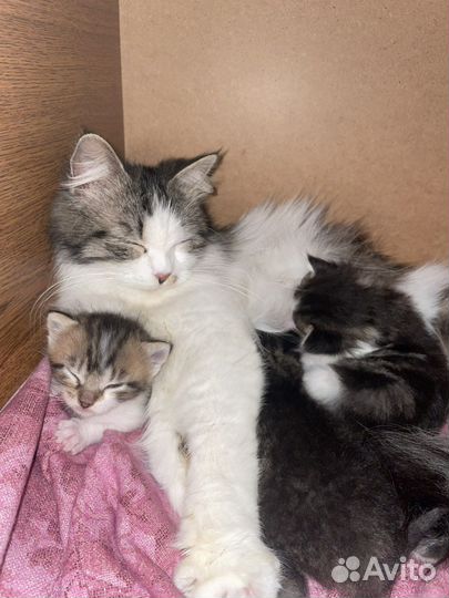 Котята в добрые руки