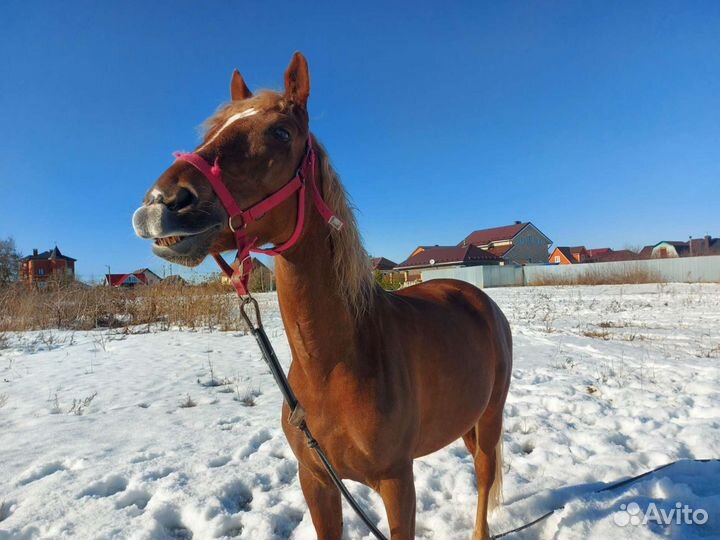 Катание на лошадях