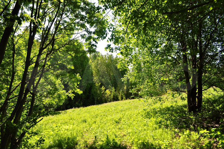 Участок 3,2 га (ИЖС)