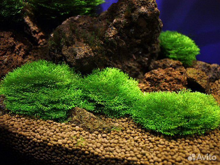 Аквариумные растения Риччия