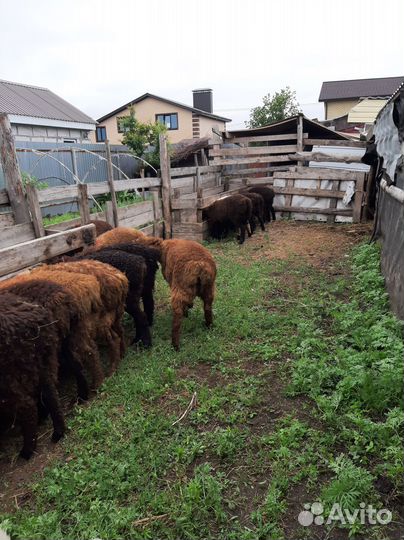 Курдючные бараны