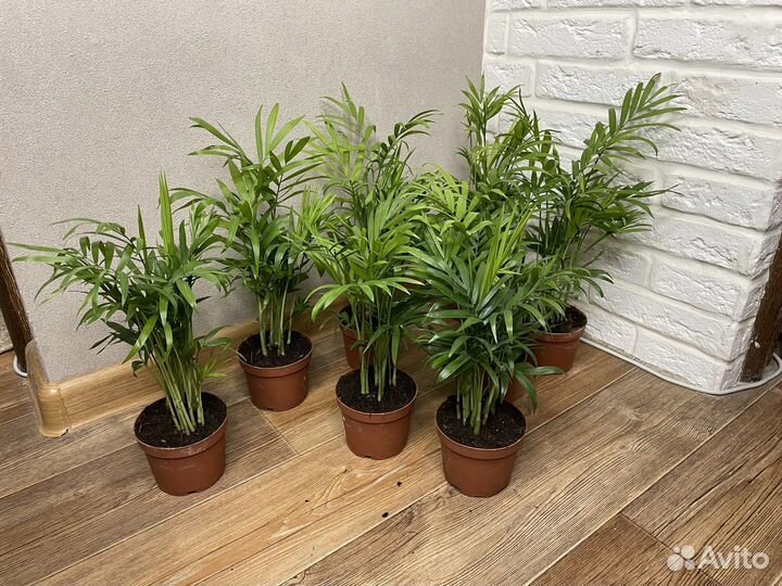 Пальма хамедорея комнатные цветы