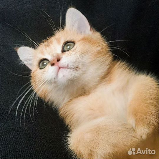 Купить котёнка в Москве