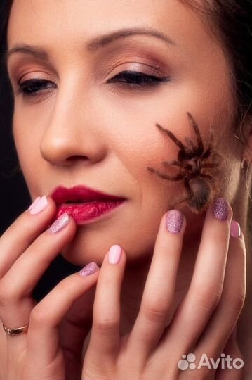 Аренда змей, ящериц, пауков, скорпионов, насекомых