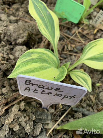 Хоста растение