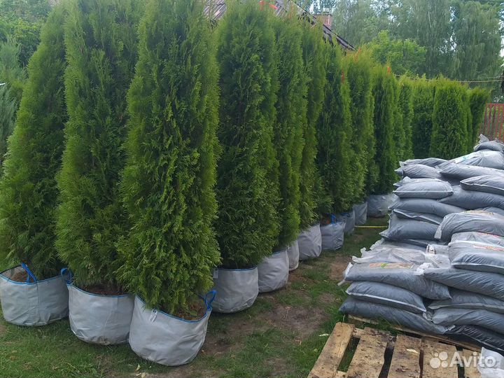 Туя Смарагд