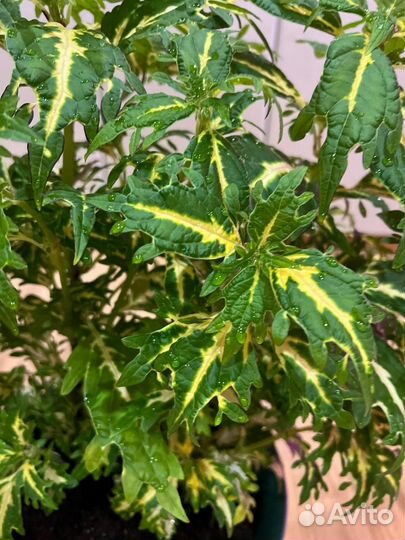 Домашние цветы растения Колеус сортовой