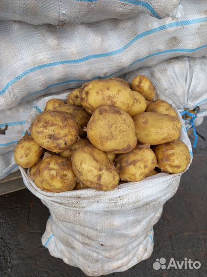 Картошка продажа мешок
