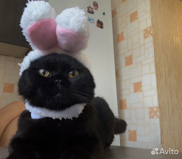 Шотландский кот. Вязка
