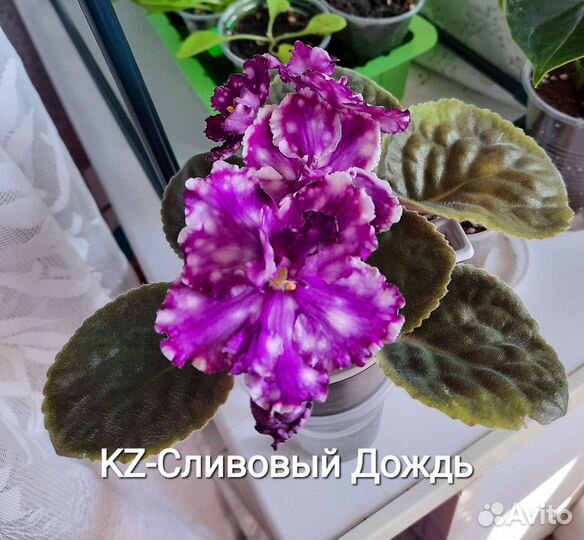 Сортовые фиалки