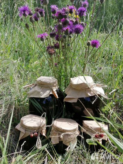 Мёд Гречишный с Алтая 2023