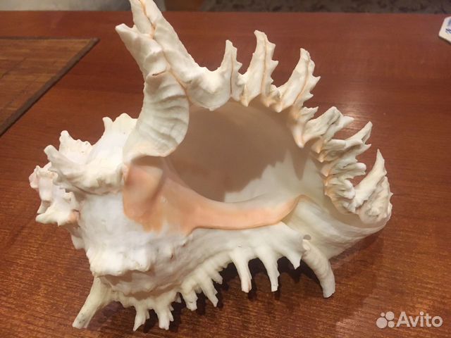 Набор морских раковин (8 шт.)