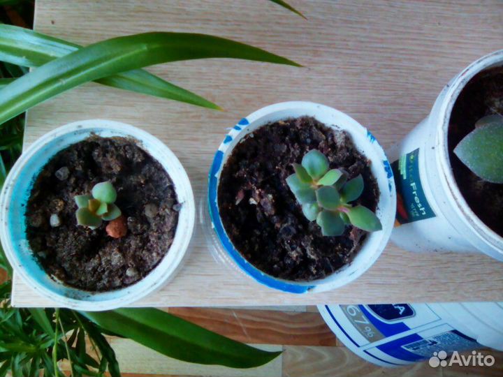 Денежное дерево,толстянка,красула овата + горшочек