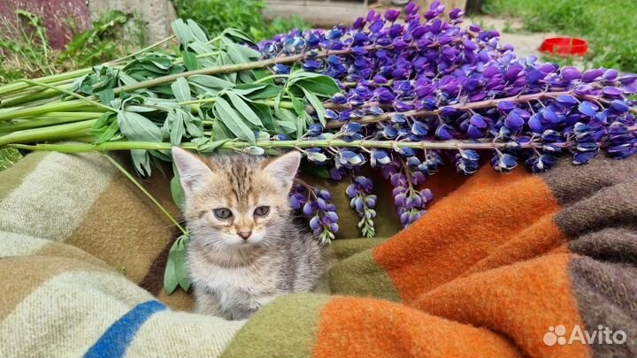 Котенок