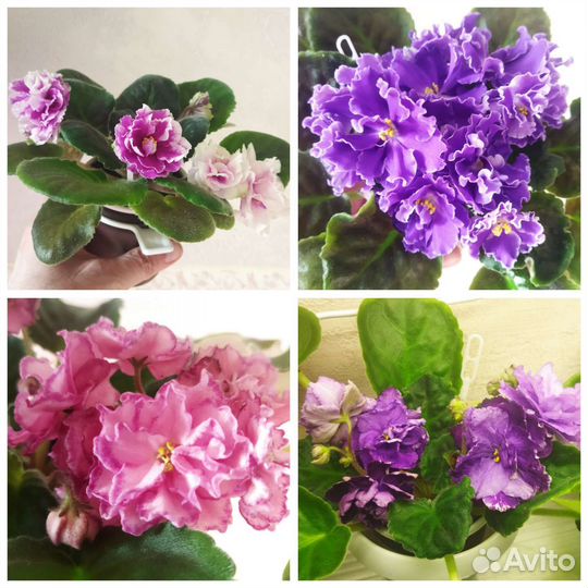 Детки сортовых фиалок, цветущие и зацветающие