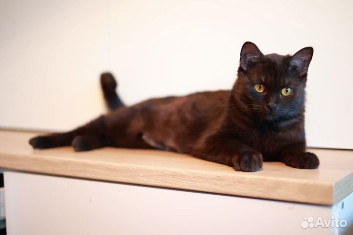 Очаровательная кошечка ответственным хозяевам