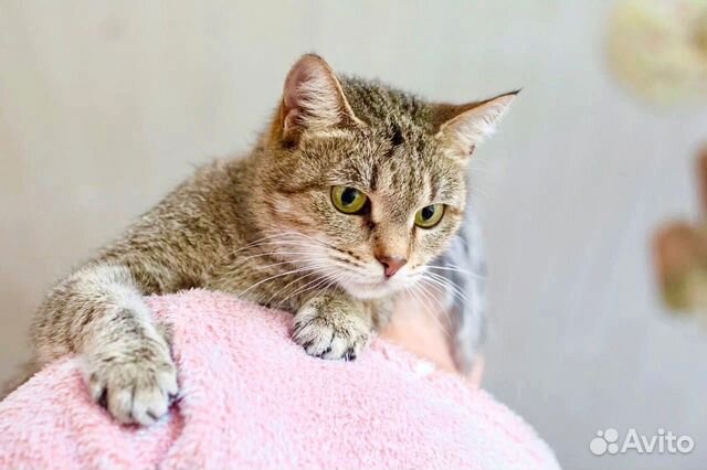 Мишель - ласковая девочка