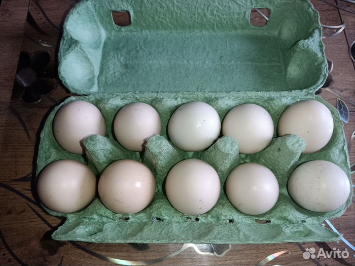 Инкубационное яйцо