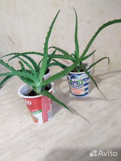 Алоэ (столетник)