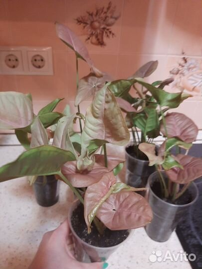 Сингониум неон пинк