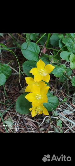 Первоцветы