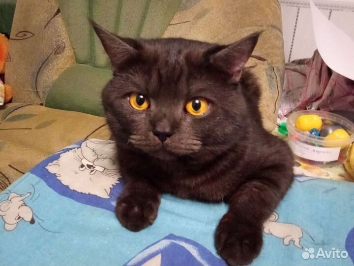 Британский кот вязка