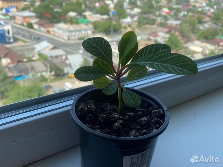 Молочай
