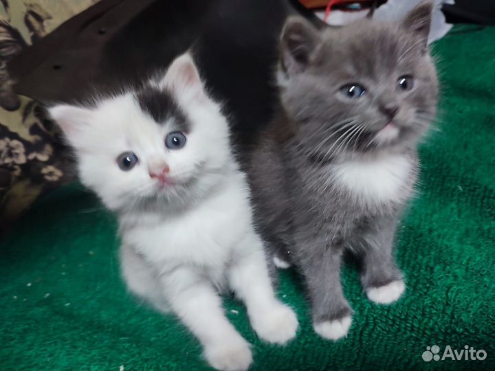 Котята в добрые руки бесплатно