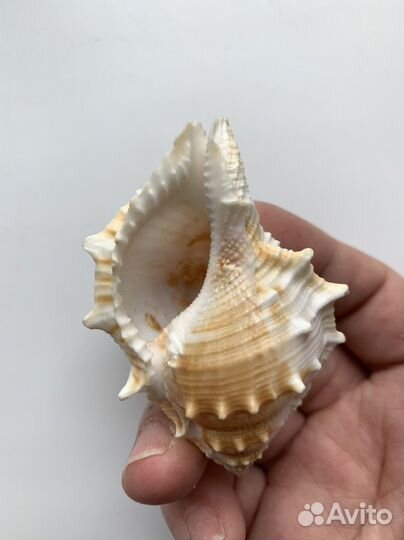 Морские ракушки набором