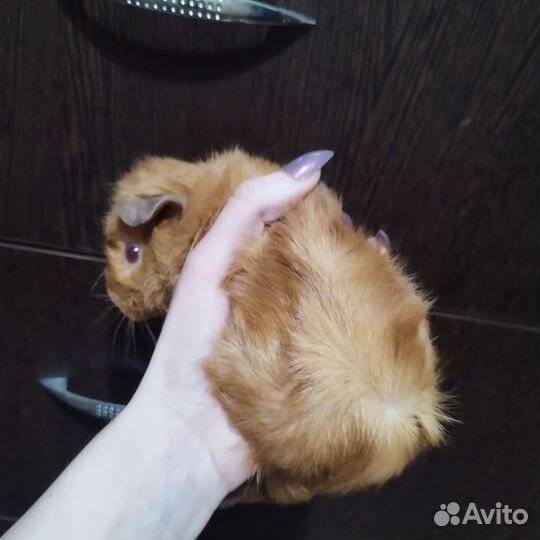 Морские Абиссинские свинки