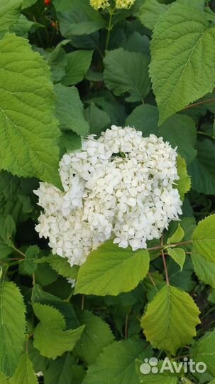 Цветы: Садовые многолетники